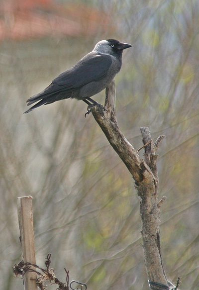 Hooded Crow - Corvus corone cornix